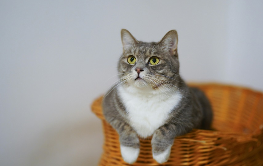 Biaya Memelihara Kucing