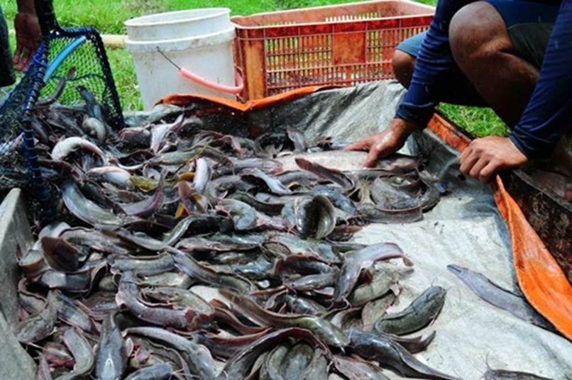 10 Usaha yang Cocok untuk Pemula di Pedesaan